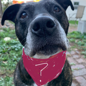 Mystery Dog Bandana!